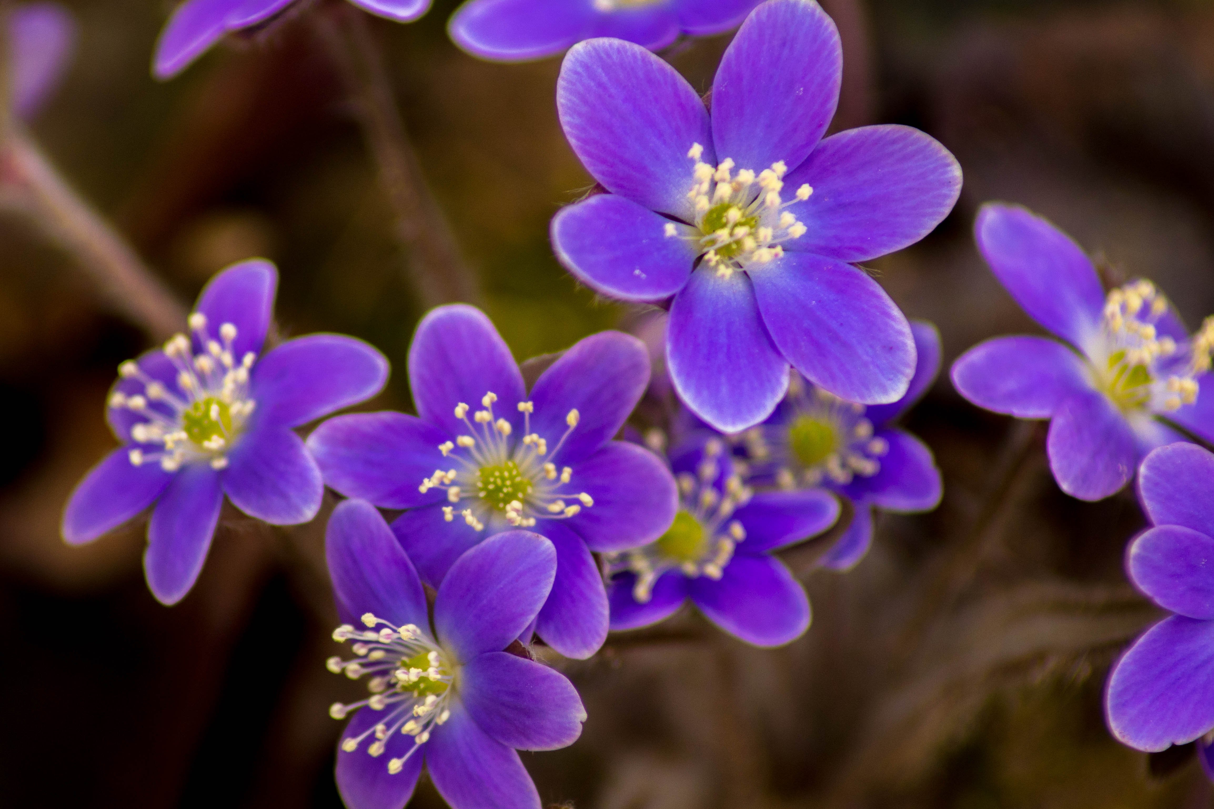 Hepatica-1
