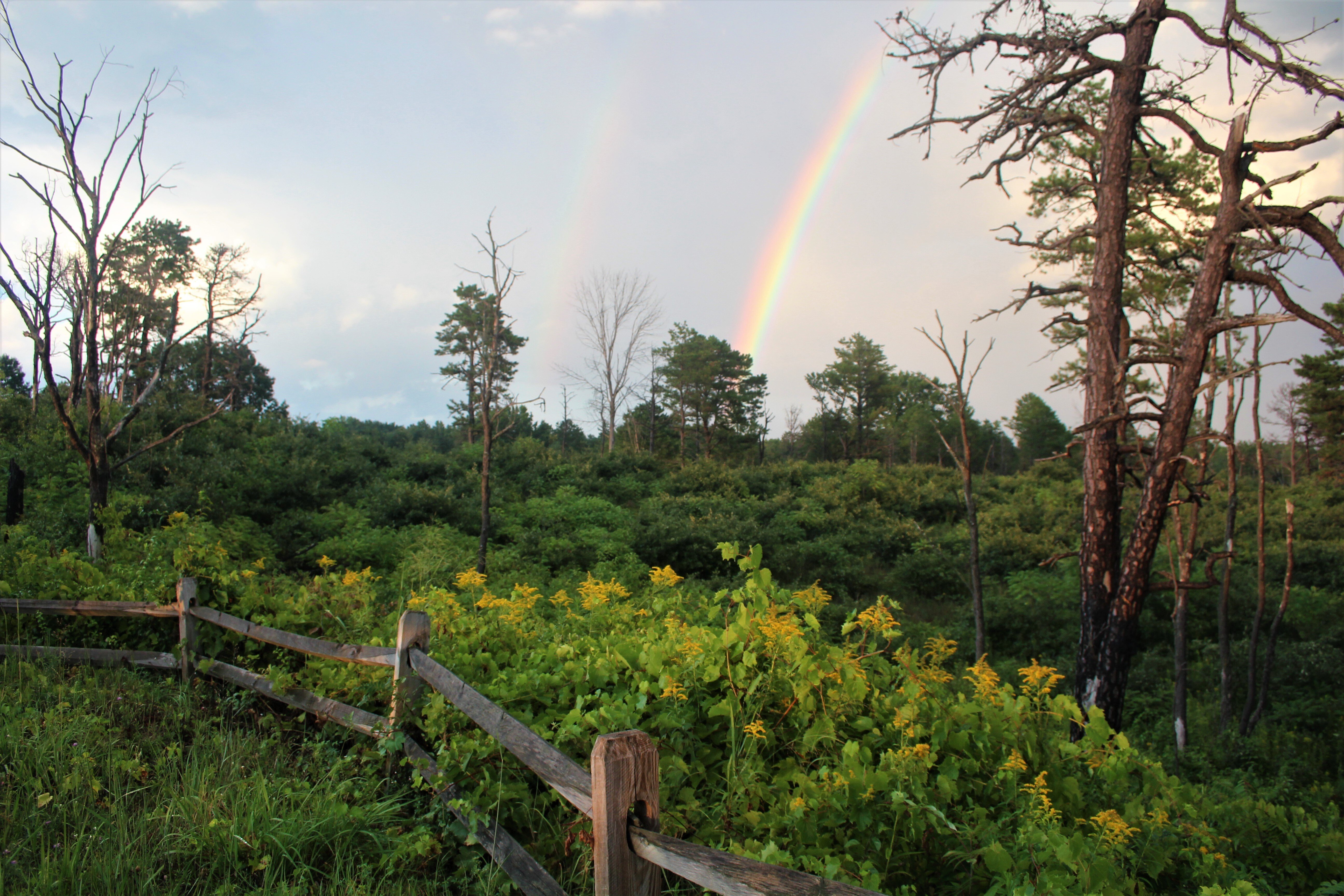 Kristi_Shepler_Rainbows_are_Coming_2022